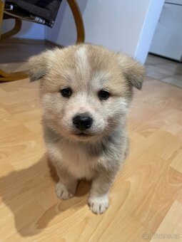 Akita inu šteňátka - 12