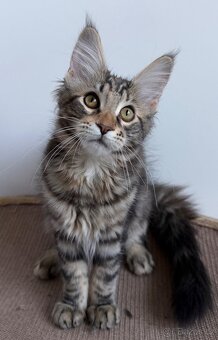 Mainska myvali kotata s PP - 12