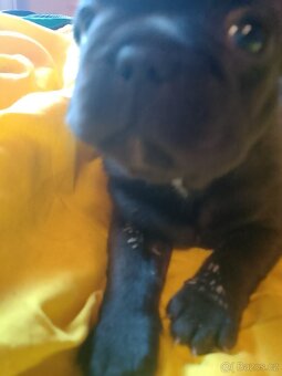 Francouzský buldoček štěňata - 12