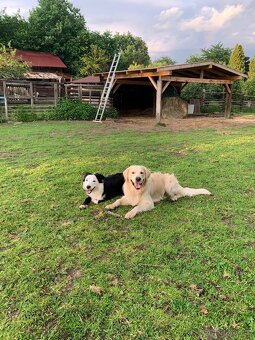 Zlatý retrívr ke krytí bez pp - 12