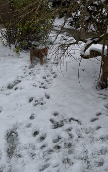 Štěňátko Shiba inu s PP - 12