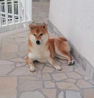Shiba Inu - 12