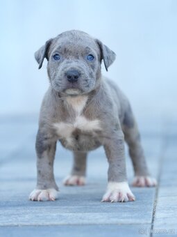 American bully xl, pitbull xxl - 12
