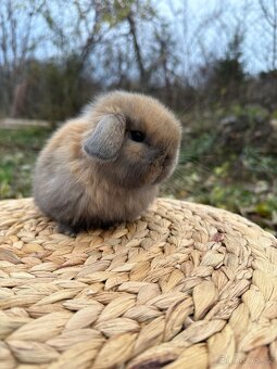 Minilop - zakrslý beránek - 12