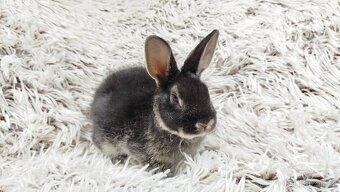Zakrslý králík, králíček -(REX)-DAISY - 12