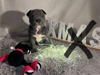 American bully pocket - 12