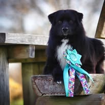 Australských ovčák s PP - 12