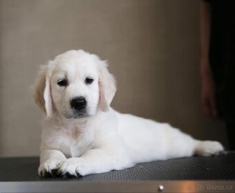 Zlatý Retrívr - 12