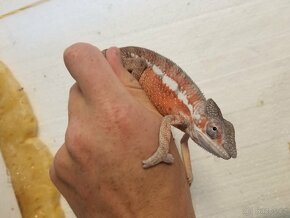 Chameleon pardáli Nosy be - 12