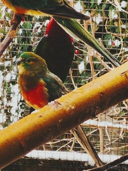 PAPOUŠEK ZPĚVAVÝ - 12