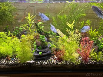 Akvarijní rostliny i s kořeny - 12