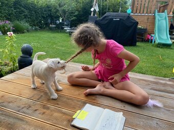 CHS Švarcava - Knírač malý bílý s PP - 12