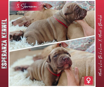 Americký pitbull teriér štěňata s PP - 12