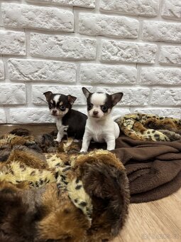 Miničivava-rezervace - 12