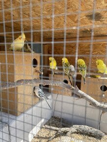 Papoušek vlnkovaný - TCB Andulka - 12