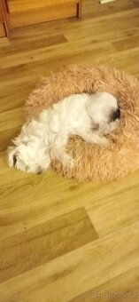 Čínský chocholatý pes - 12