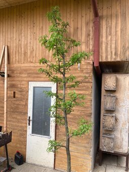 Sazenice, stromky, stromy - 12