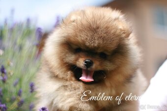 Pomeranian FCI - 12