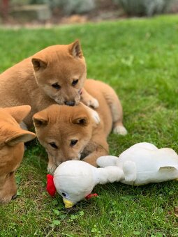 Shiba inu💕 - 12