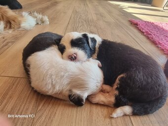 Staroanglický ovčák bobtail - 12