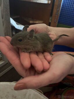 Osmák degu - 12