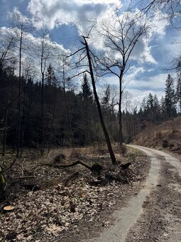 Prodám lesní pozemek v k.ú. Souboř Ledeč nad Sázavou, okres - 12