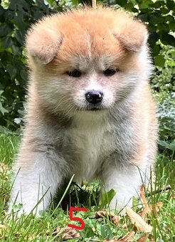 Akita Inu s PP - 12