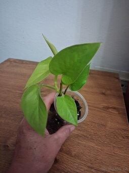 Pokojové rostliny 2 - 12