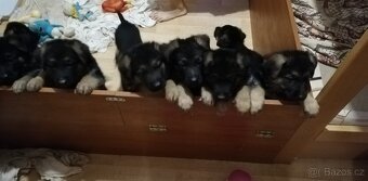 Nemecky ovčák typu Rex(štěňata) - 12