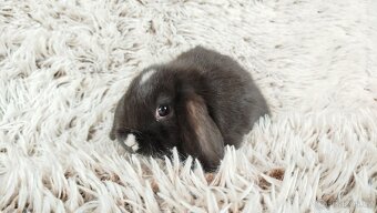 Zakrslý beránek, králíček, králík - DAN - 12