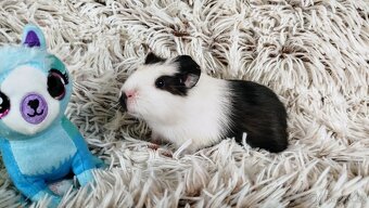 Morčata, Morče, morčátko - ARTHUR a ALVIN - 12