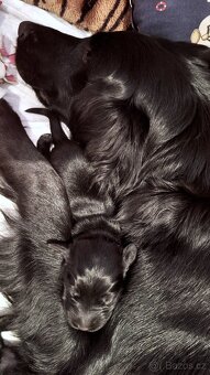 Flat Coated Retriever - štěňátka s PP + možnost lekcí zdarma - 12
