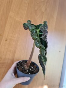 Alocasia, philodendron, syngonium, monstera a další - 12