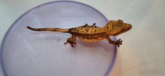 AKCE HALLOWEEN Pagekon řasnatý Correlophus cilliatus - 12