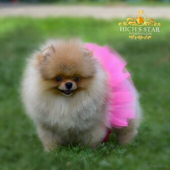 Pomeranian s PP FCI - 12