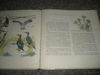 Herbář Krakonošův, Příroda v ČSSR, Ráj zvířat, Naše houby - 12