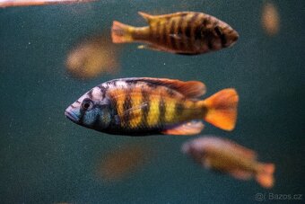 Malawi tlamovci - 12