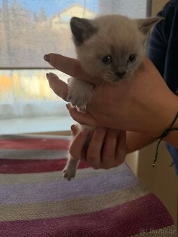 Britská koťata - 12