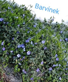 Rozchodníky, trvalky - 12