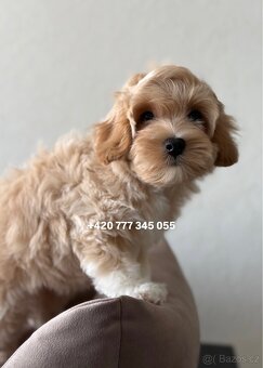 Maltipoo F1 Caramel male pejsek Martin - 12