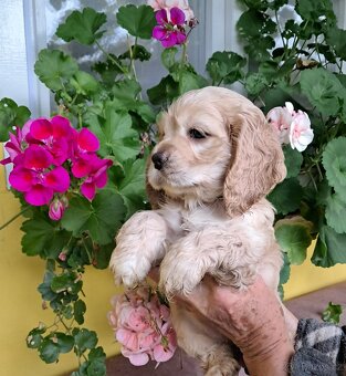 Americký kokršpaněl-štěňátka/ American cocker spaniel - 12