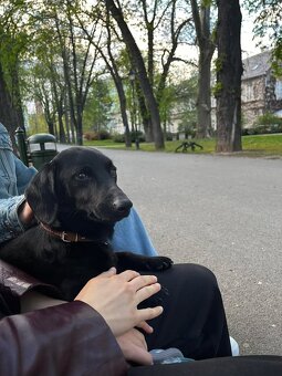 Pejsek Harryček - 12