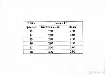 Kuřice na barevná vajíčka 13 - týdnů - 12