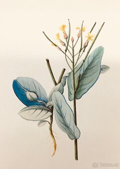 90 originalnich maleb rostlin z roku 1900 - 12