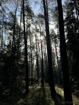 Prodám lesní pozemek v k.ú. Žichlice u Hromnic - 12