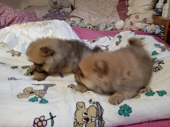 POMERANIAN - 12