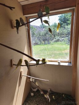 Výstavní andulky - 12