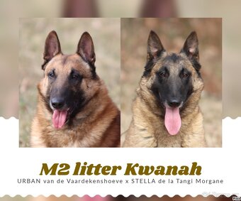 Belgický ovčák - Malinois - fenky s PP - 12