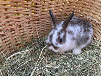 Zakrslí králíčci - 12