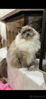 Ragdoll kocour a kočka - 12